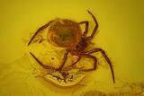 Fossil Fly (Diptera) and Small Spider (Araneae) in Baltic Amber #135058-1